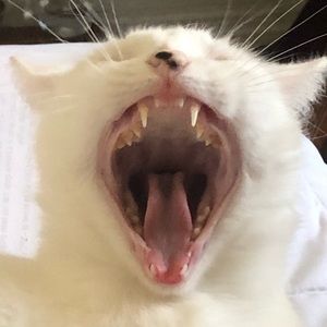 Meet your Posher, Rylee